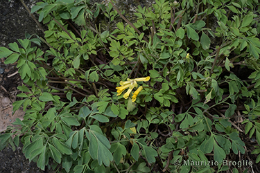 Immagine 1 di 8 - Pseudofumaria lutea (L.) Borkh.