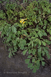 Immagine 2 di 8 - Pseudofumaria lutea (L.) Borkh.