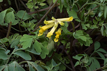 Immagine 3 di 8 - Pseudofumaria lutea (L.) Borkh.