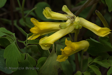 Immagine 4 di 8 - Pseudofumaria lutea (L.) Borkh.