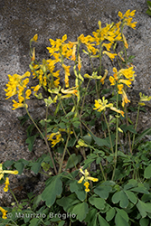 Immagine 6 di 8 - Pseudofumaria lutea (L.) Borkh.