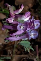 Immagine 4 di 4 - Corydalis solida (L.) Clairv.