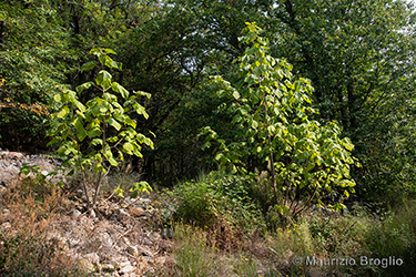 Immagine 8 di 13 - Paulownia tomentosa (Thunb.) Steud.