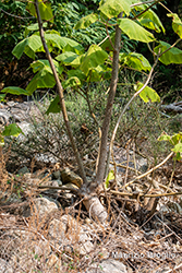 Immagine 9 di 13 - Paulownia tomentosa (Thunb.) Steud.