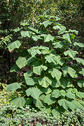 Immagine 10 di 13 - Paulownia tomentosa (Thunb.) Steud.
