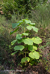 Immagine 11 di 13 - Paulownia tomentosa (Thunb.) Steud.