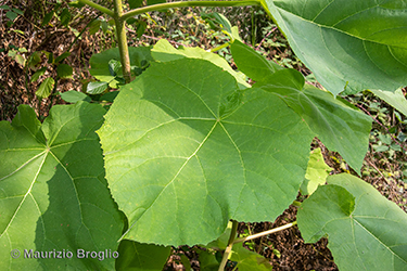Immagine 12 di 13 - Paulownia tomentosa (Thunb.) Steud.