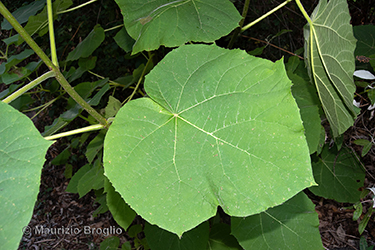 Immagine 13 di 13 - Paulownia tomentosa (Thunb.) Steud.