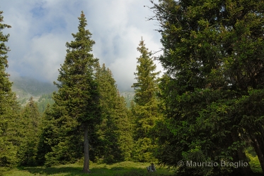Immagine 1 di 5 - Picea abies (L.) H. Karst.