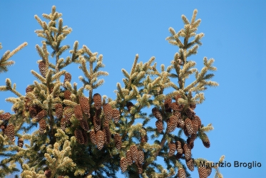Immagine 3 di 5 - Picea abies (L.) H. Karst.