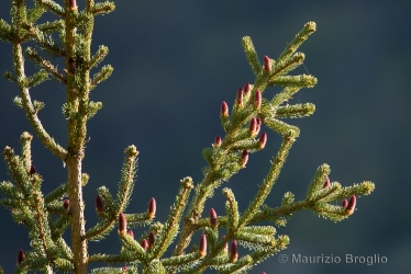 Immagine 4 di 5 - Picea abies (L.) H. Karst.