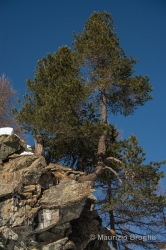 Immagine 2 di 7 - Pinus cembra L.