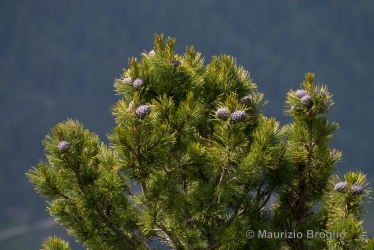 Immagine 3 di 7 - Pinus cembra L.