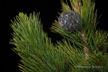 Immagine 4 di 7 - Pinus cembra L.