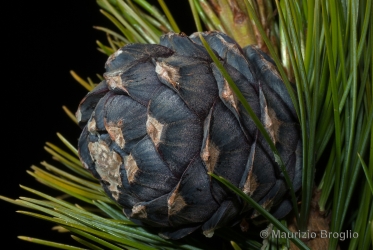 Immagine 5 di 7 - Pinus cembra L.