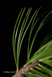 Immagine 6 di 7 - Pinus cembra L.