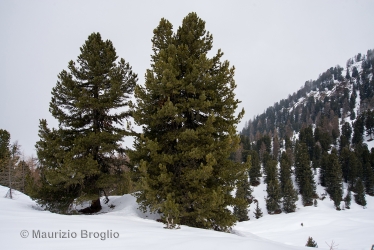 Immagine 7 di 7 - Pinus cembra L.
