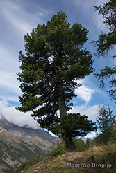 Immagine 8 di 8 - Pinus cembra L.