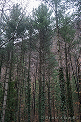 Immagine 1 di 5 - Pinus strobus L.