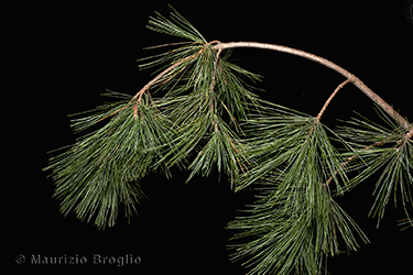 Immagine 2 di 5 - Pinus strobus L.