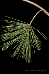 Immagine 3 di 5 - Pinus strobus L.