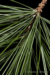 Immagine 4 di 5 - Pinus strobus L.