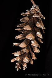 Immagine 5 di 5 - Pinus strobus L.