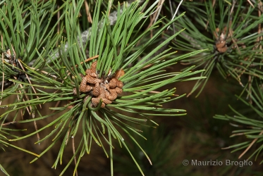 Immagine 2 di 5 - Pinus nigra J.F. Arnold