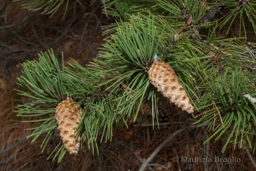 Immagine 3 di 5 - Pinus nigra J.F. Arnold