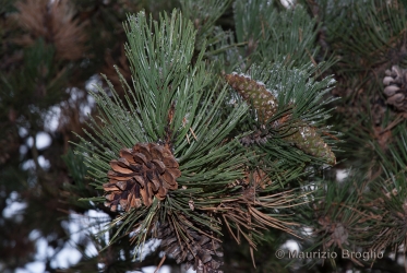 Immagine 4 di 5 - Pinus nigra J.F. Arnold