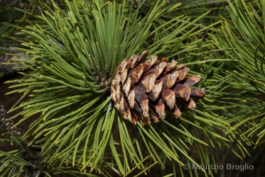 Immagine 5 di 5 - Pinus nigra J.F. Arnold