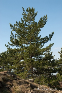 Pinus nigra J.F. Arnold