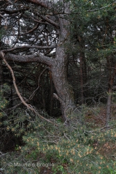 Immagine 1 di 10 - Pinus sylvestris L.