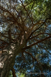 Immagine 3 di 10 - Pinus sylvestris L.
