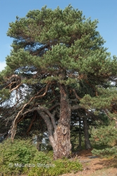 Immagine 5 di 10 - Pinus sylvestris L.