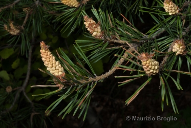 Immagine 6 di 10 - Pinus sylvestris L.