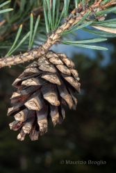 Immagine 7 di 10 - Pinus sylvestris L.