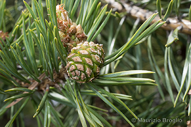 Immagine 10 di 10 - Pinus sylvestris L.