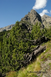 Immagine 3 di 9 - Pinus mugo subsp. uncinata (Ramond ex DC.) Domin