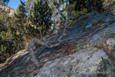 Immagine 7 di 9 - Pinus mugo subsp. uncinata (Ramond ex DC.) Domin