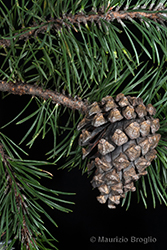 Immagine 8 di 9 - Pinus mugo subsp. uncinata (Ramond ex DC.) Domin