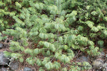 Immagine 2 di 6 - Pinus wallichiana A.B. Jacks.