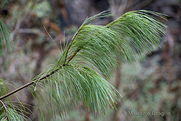 Immagine 4 di 6 - Pinus wallichiana A.B. Jacks.
