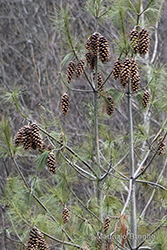 Immagine 5 di 6 - Pinus wallichiana A.B. Jacks.