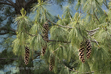 Immagine 6 di 6 - Pinus wallichiana A.B. Jacks.