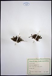 Immagine 1 di 3 - Callitriche stagnalis Scop.