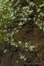 Immagine 2 di 4 - Callitriche palustris L.