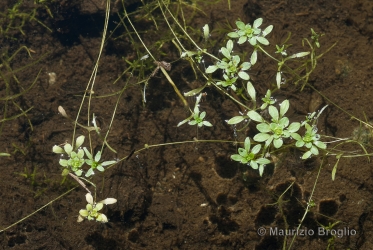 Immagine 3 di 4 - Callitriche palustris L.
