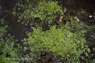 Immagine 4 di 4 - Callitriche palustris L.
