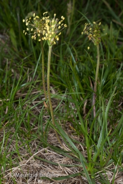 Plantago alpina L.